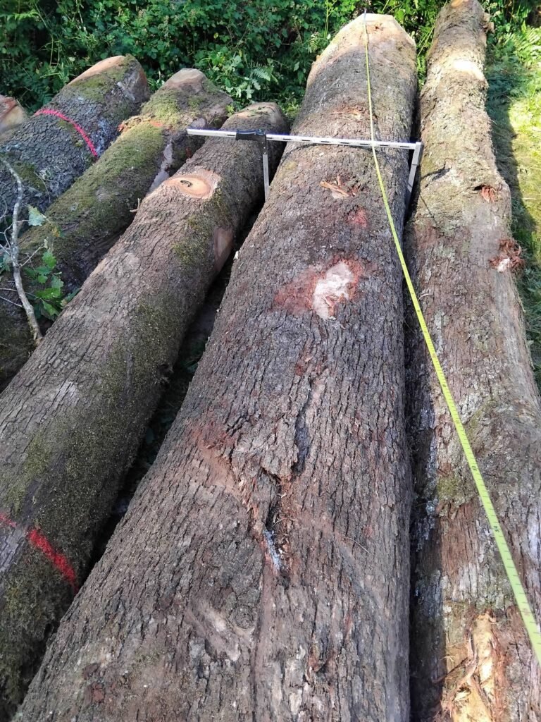 Bois en grume